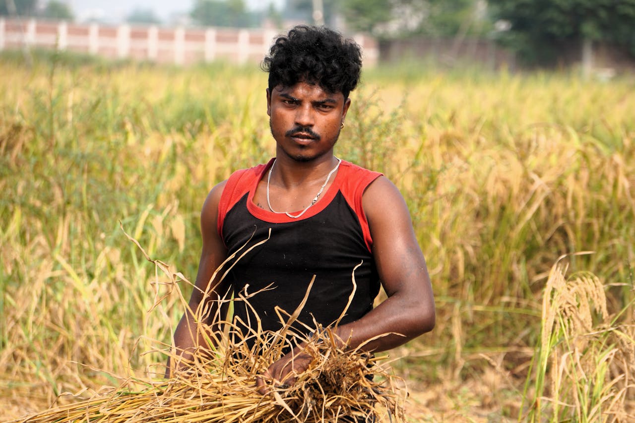 A young South Asian farmer harvesting rice in a paddy field in Patna, Bihar.